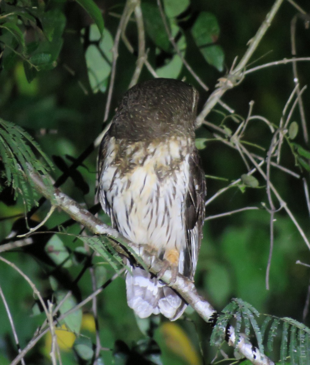 Mottled Owl - la h