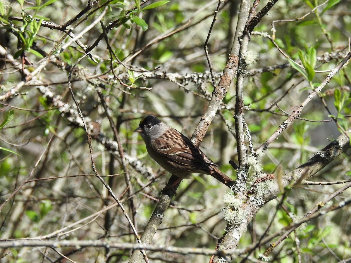 Golden-crowned Sparrow - ML617493685
