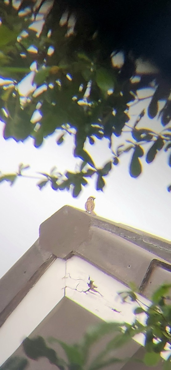 Eurasian Tree Sparrow - Octavianti Puspita