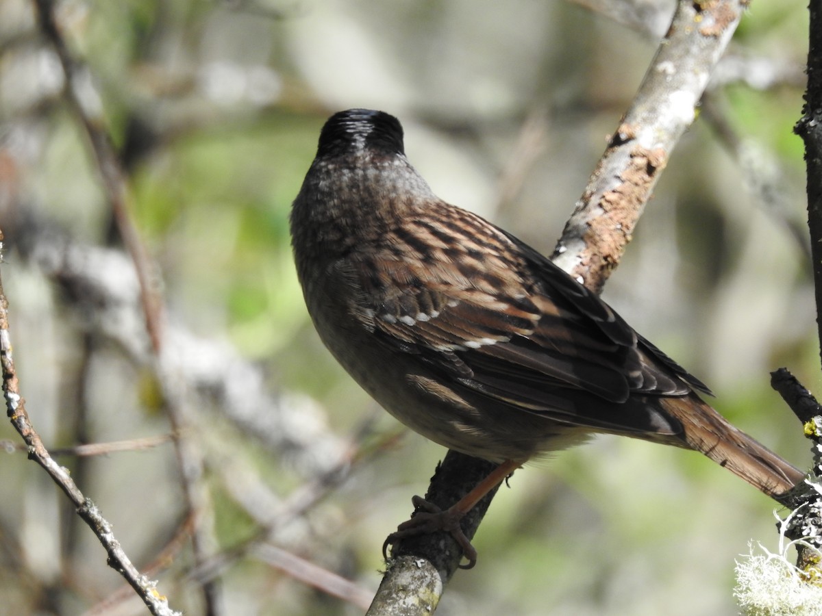 Golden-crowned Sparrow - ML617493694