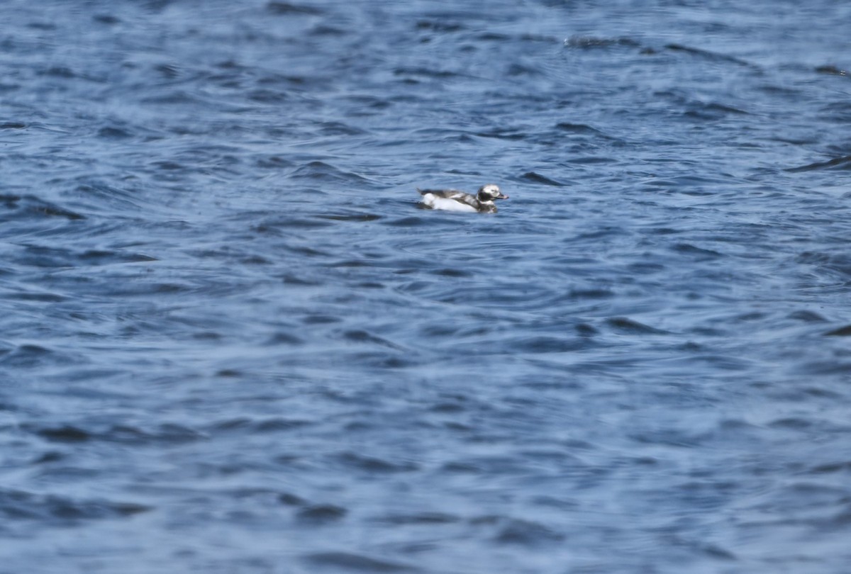 Long-tailed Duck - ML617493701