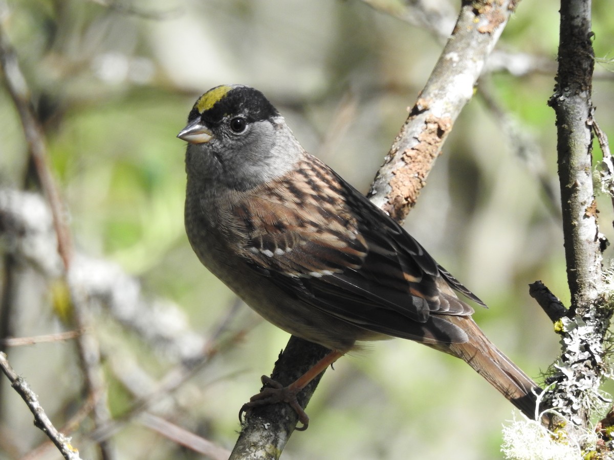 Golden-crowned Sparrow - ML617493702