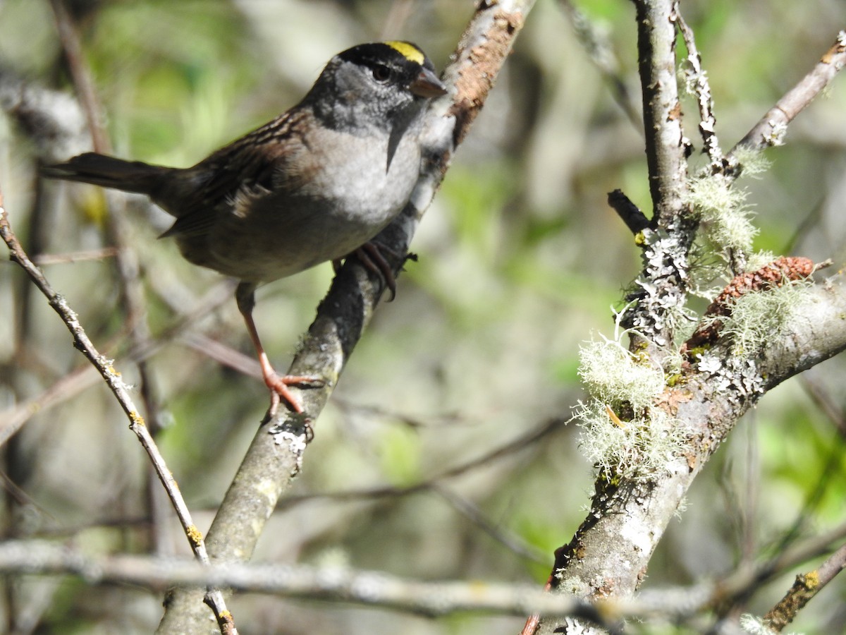 Golden-crowned Sparrow - ML617493712
