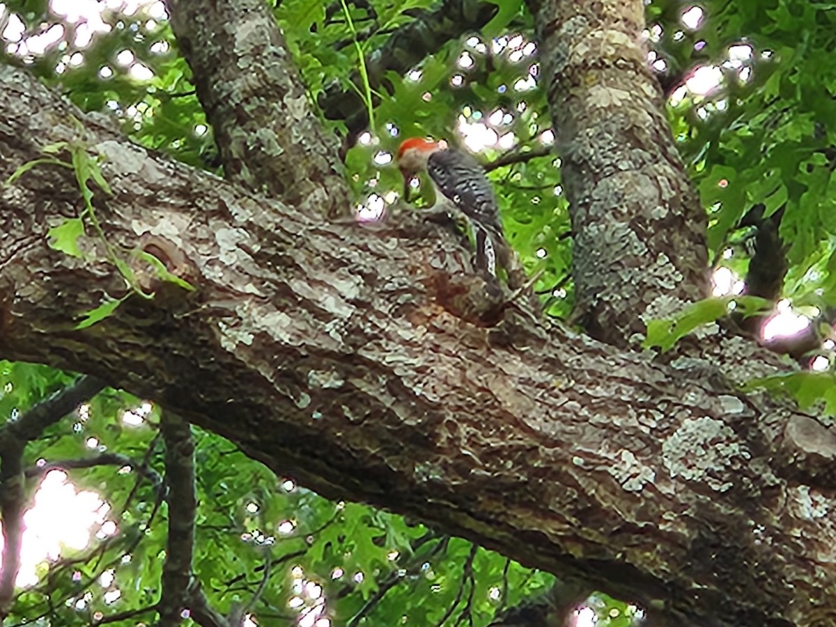 Red-bellied Woodpecker - ML617493759