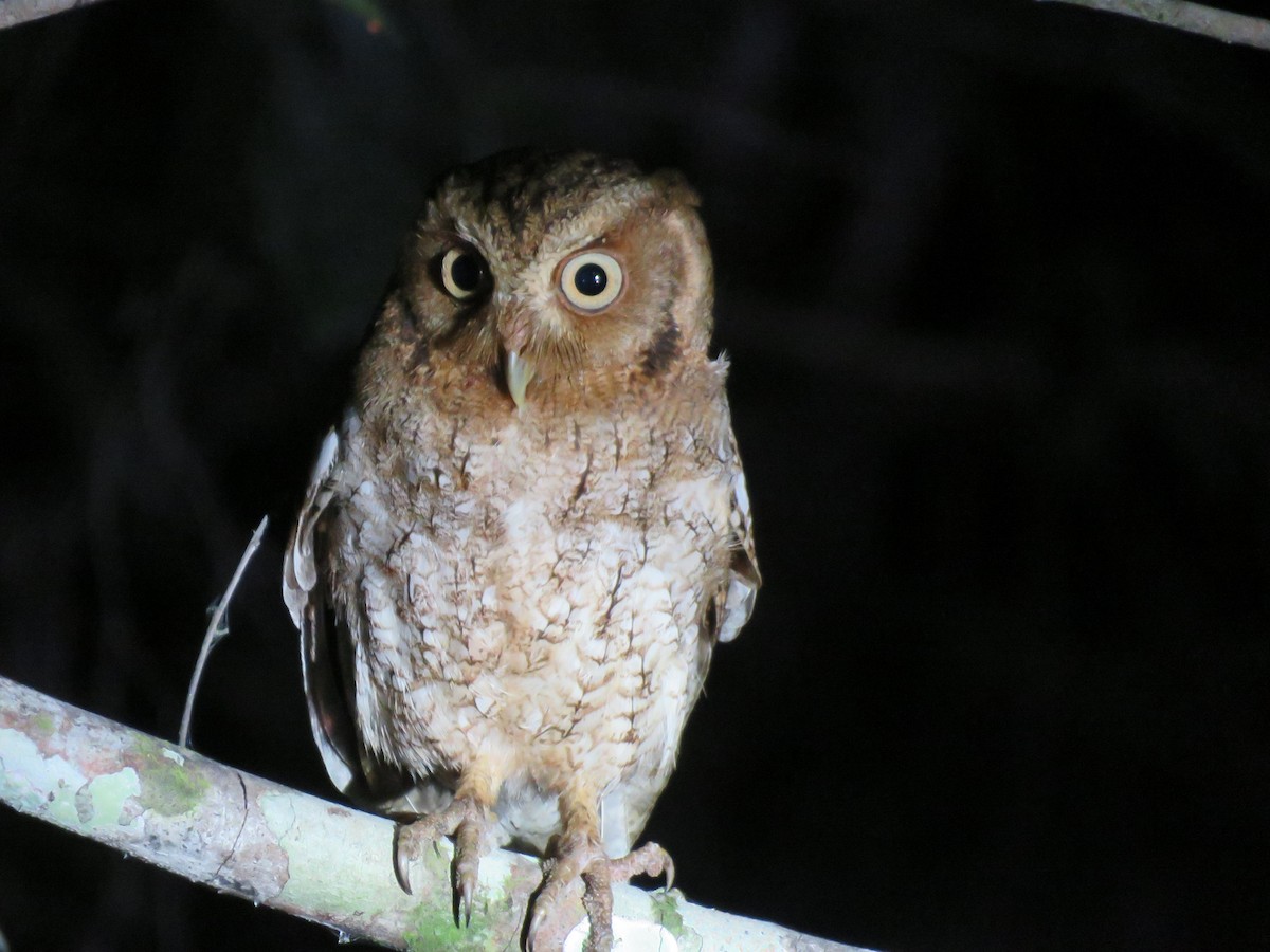 Middle American Screech-Owl - la h