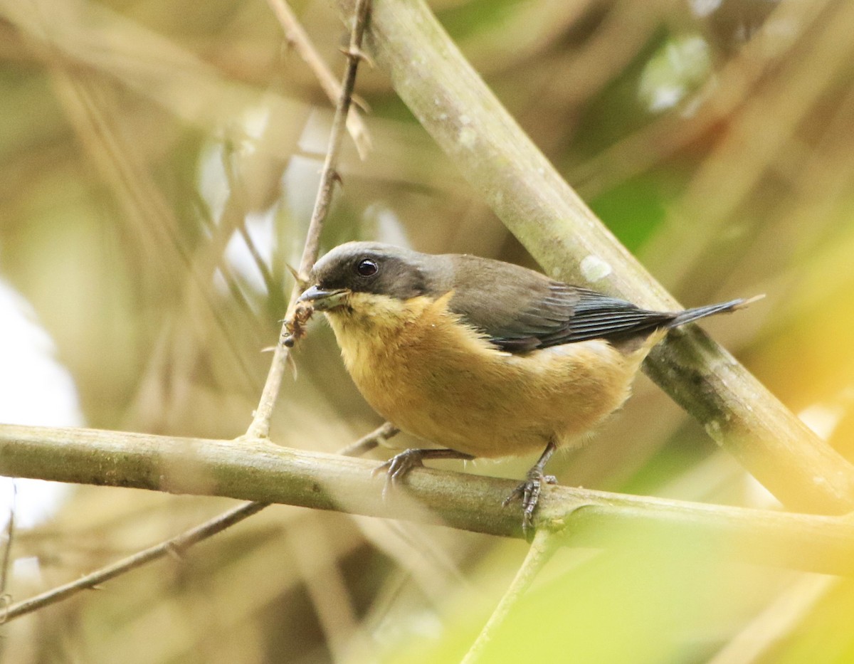 Fawn-breasted Tanager - ML617493769