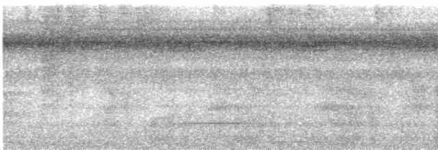 Black-tailed Tityra (Western) - ML617493777