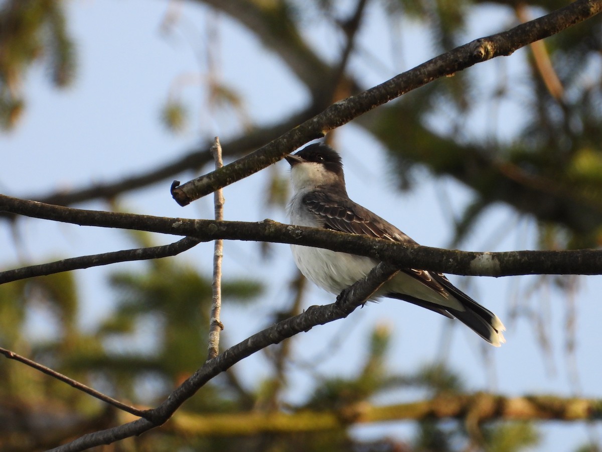 eBird Checklist 16 Apr 2024 Neighbors pond (Private Property) 37