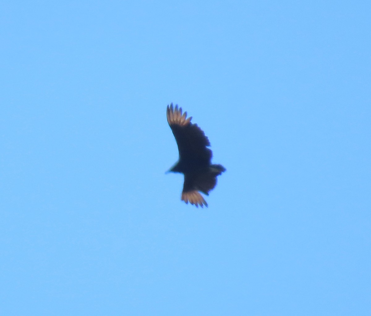 Black Vulture - ML617493819