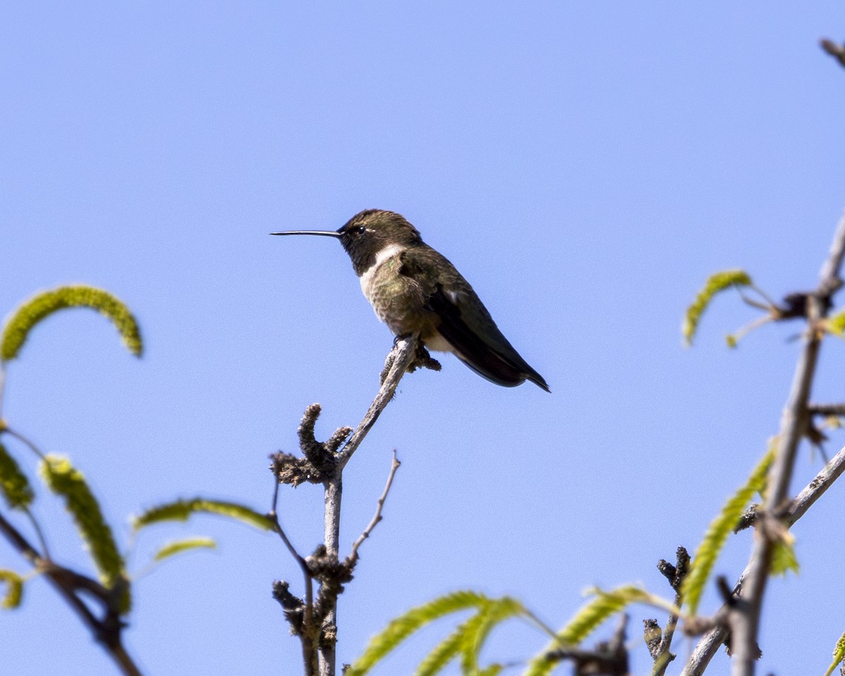 Black-chinned Hummingbird - ML617493834
