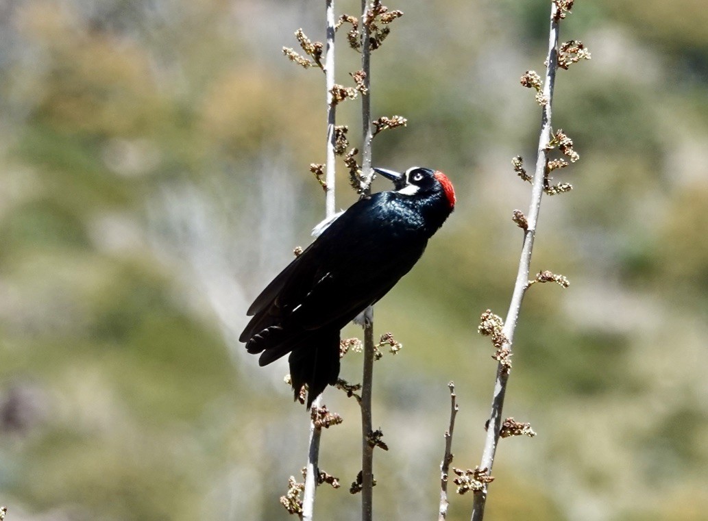 Acorn Woodpecker (Acorn) - ML617493840