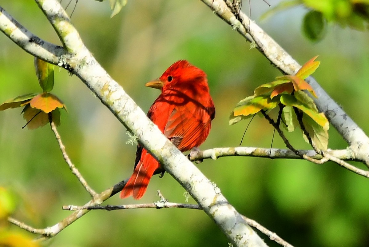 Summer Tanager - Marc Bachman