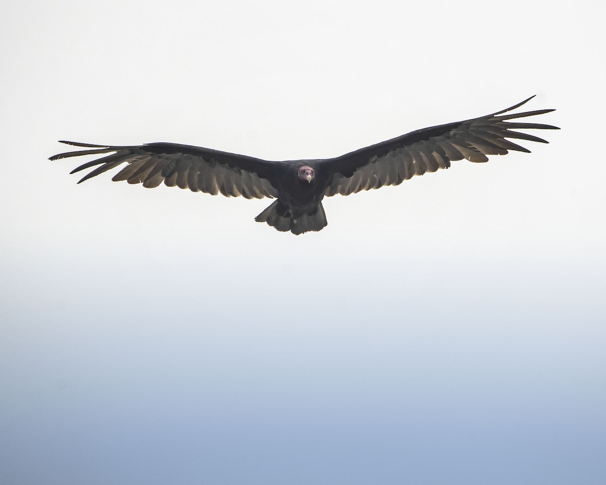 Turkey Vulture - ML617494113