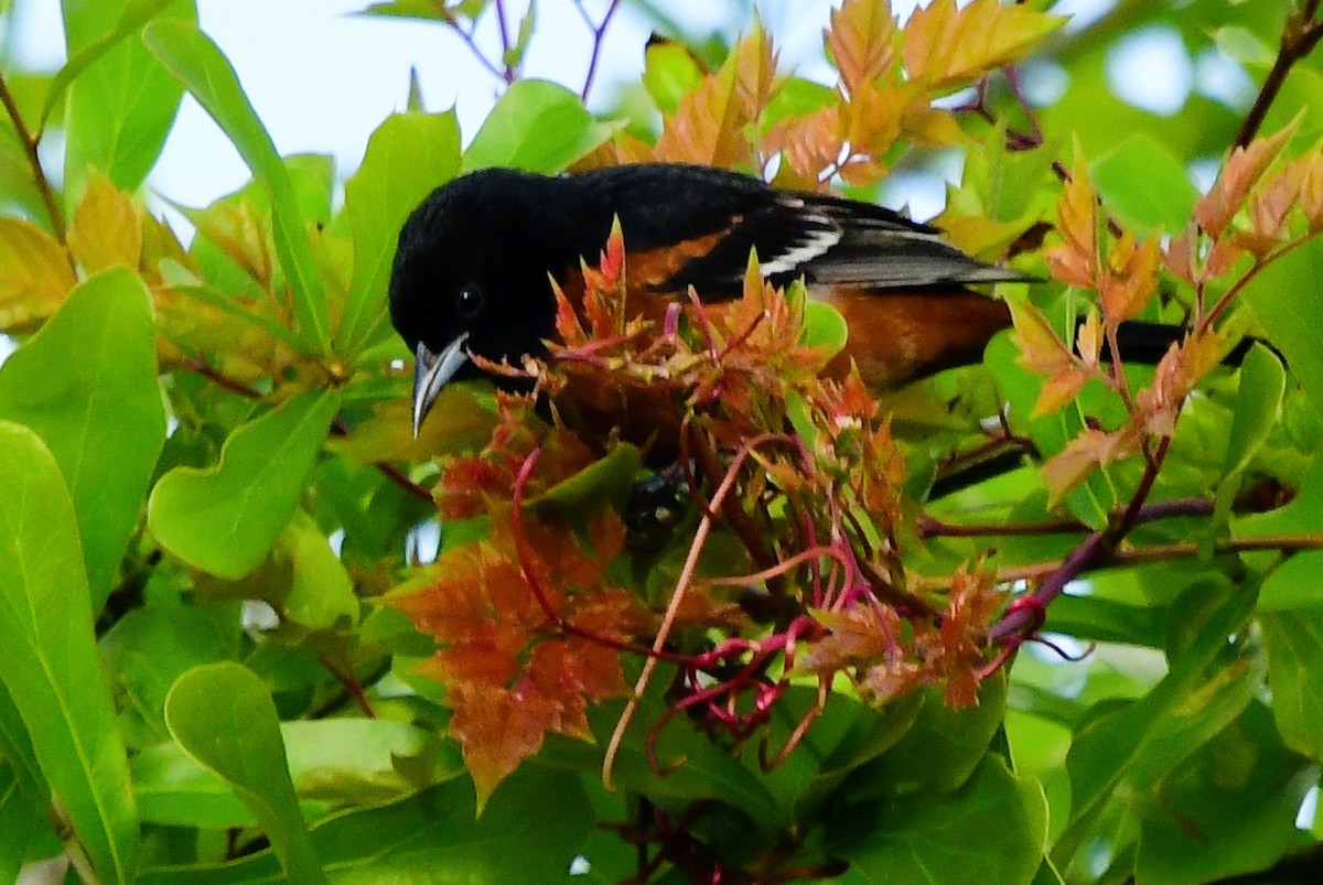 Orchard Oriole - Marc Bachman