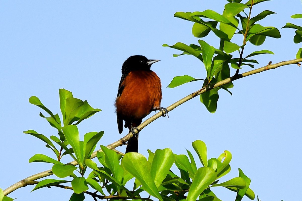 Orchard Oriole - ML617494119