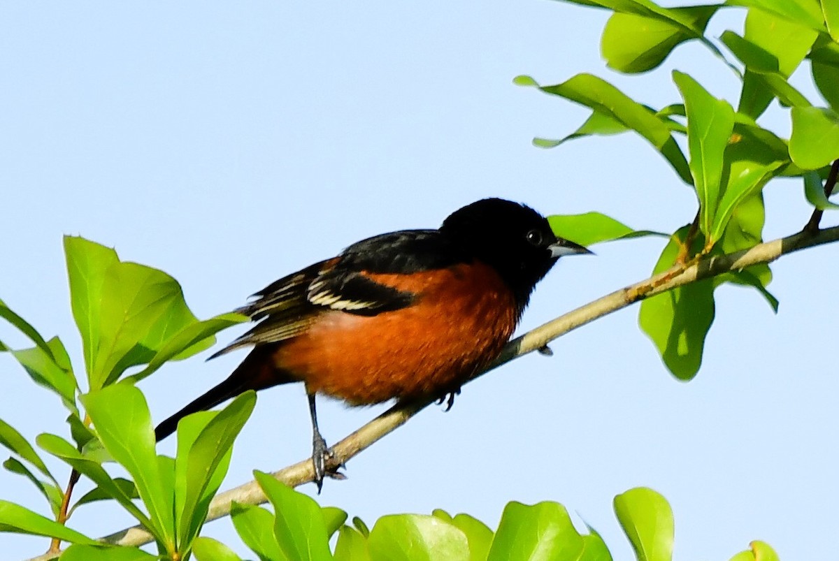 Orchard Oriole - ML617494120