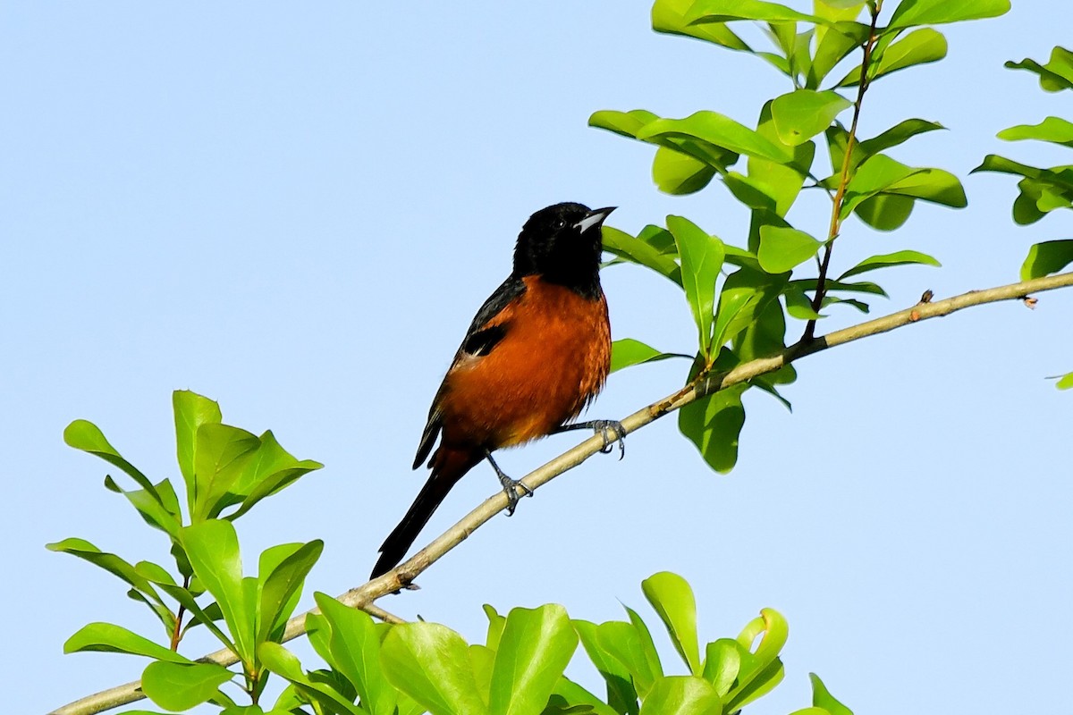 Orchard Oriole - ML617494121