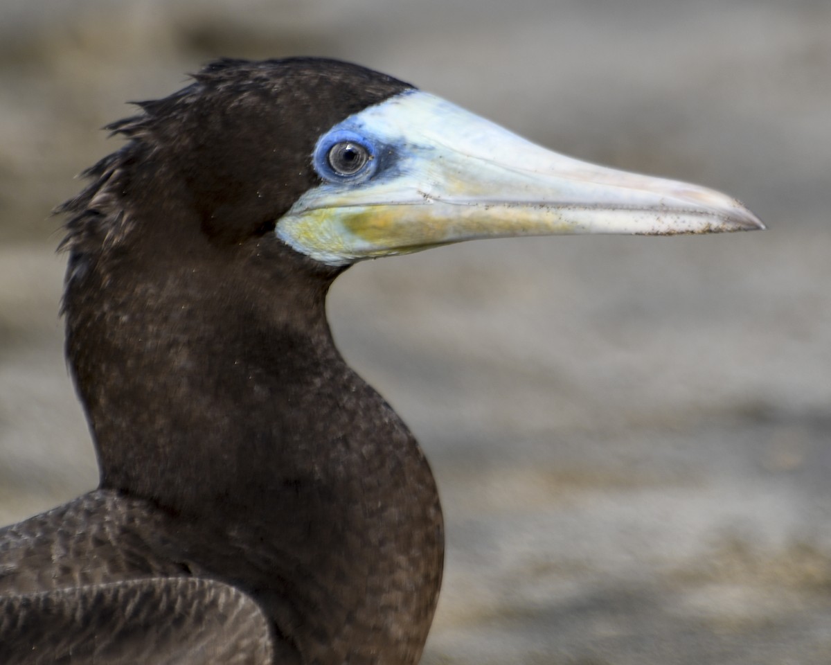 Brown Booby - ML617494168