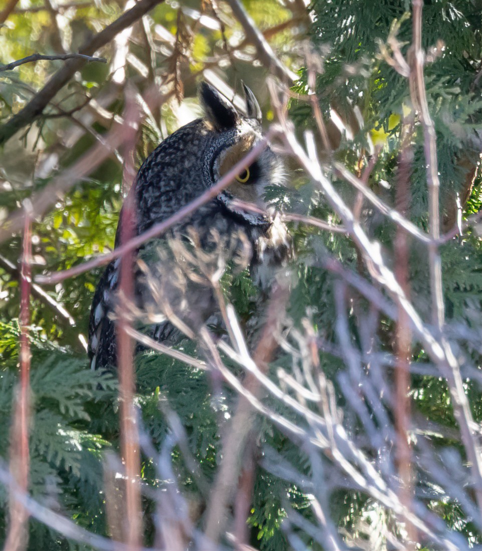 Long-eared Owl - ML617494179