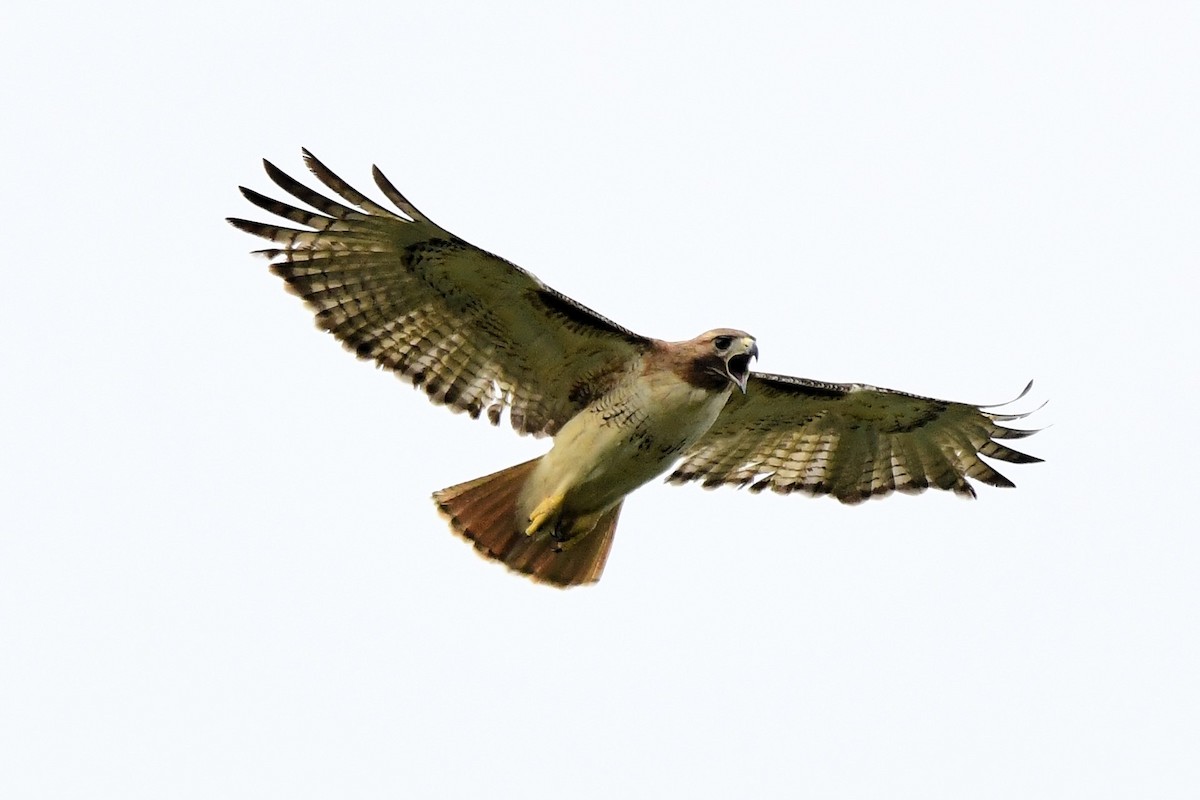 Red-tailed Hawk - ML617494185