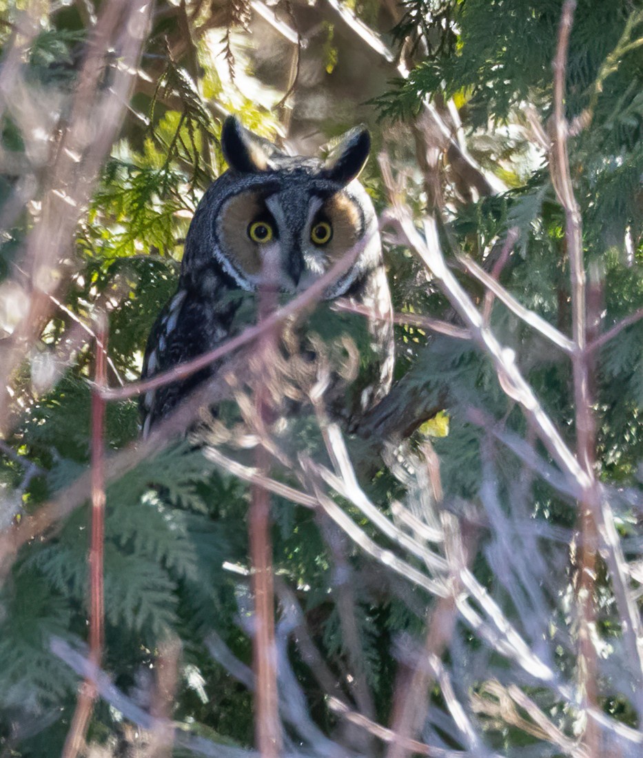 Long-eared Owl - ML617494187
