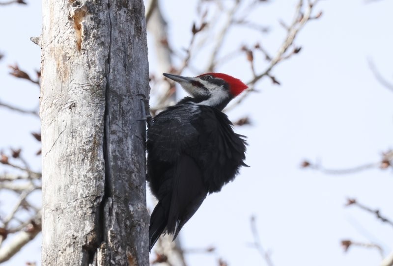 Pileated Woodpecker - Scott Jubinville
