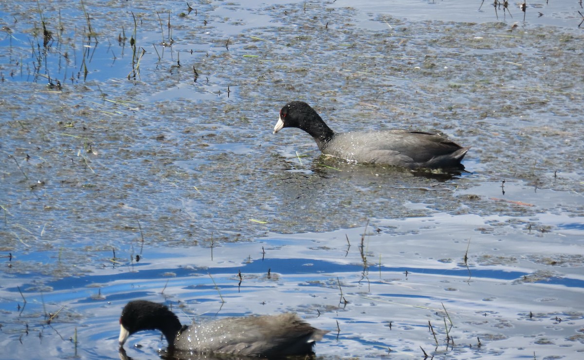 American Coot - Sherry Gray