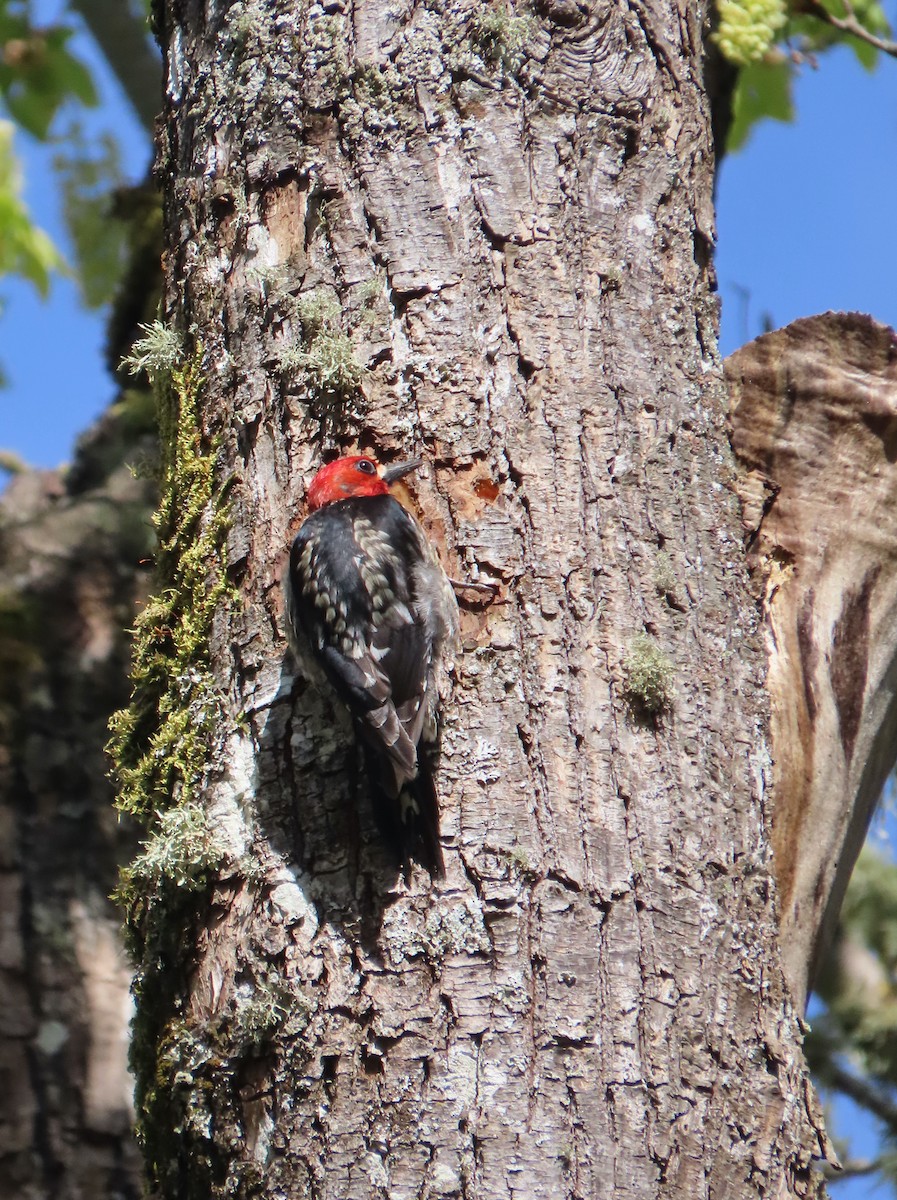 Red-breasted Sapsucker - Sherry Gray