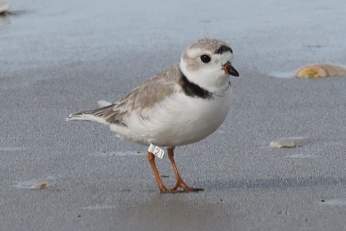 Piping Plover - ML617494381