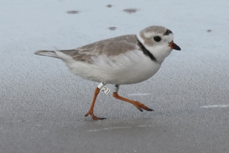 Piping Plover - ML617494382