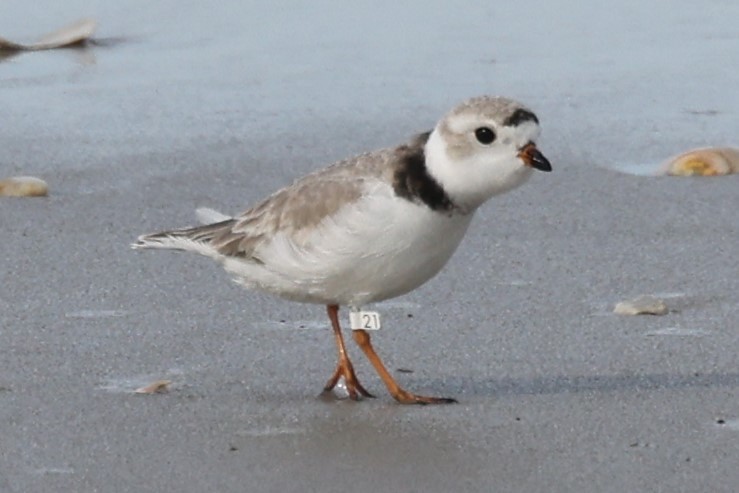 Piping Plover - ML617494383