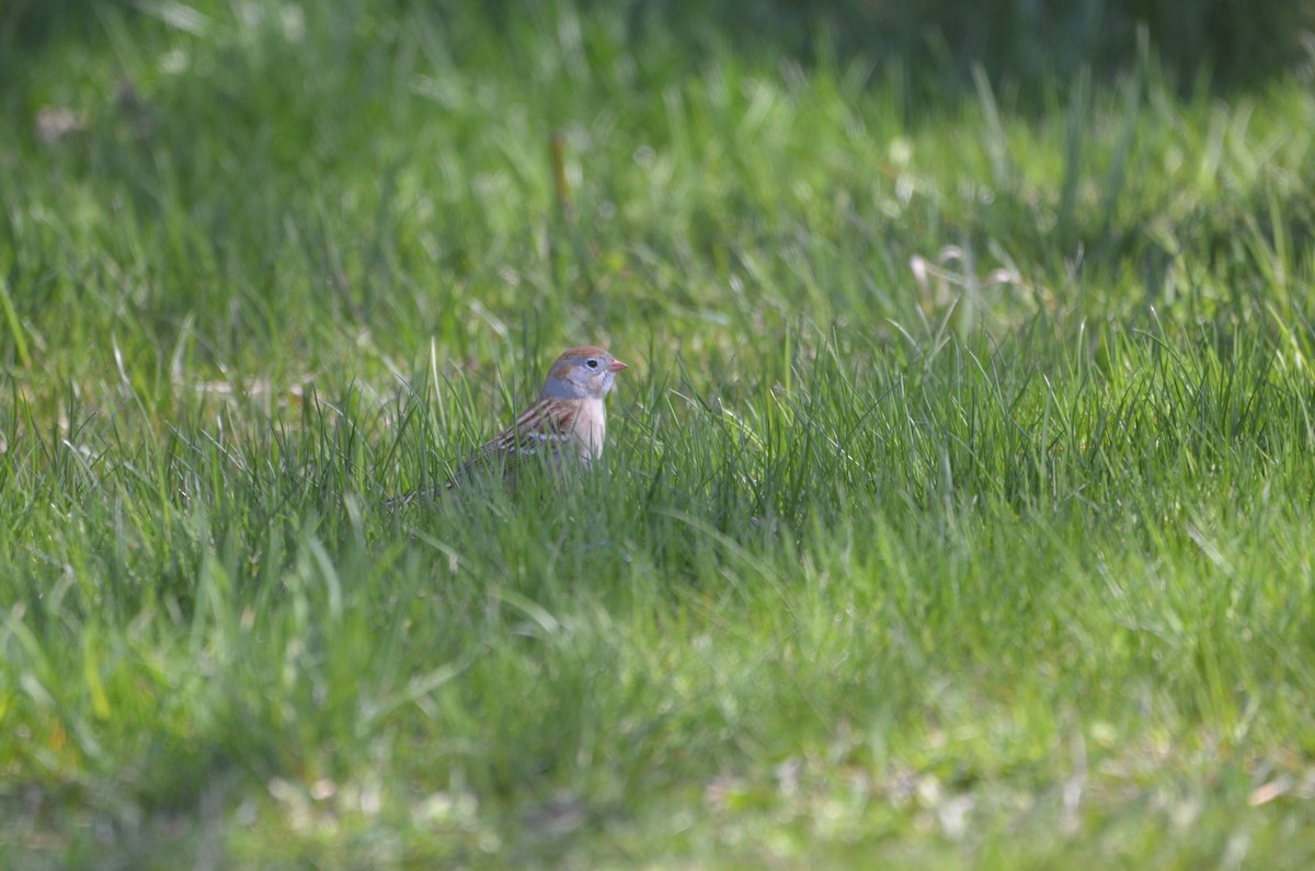 Field Sparrow - ML617494453
