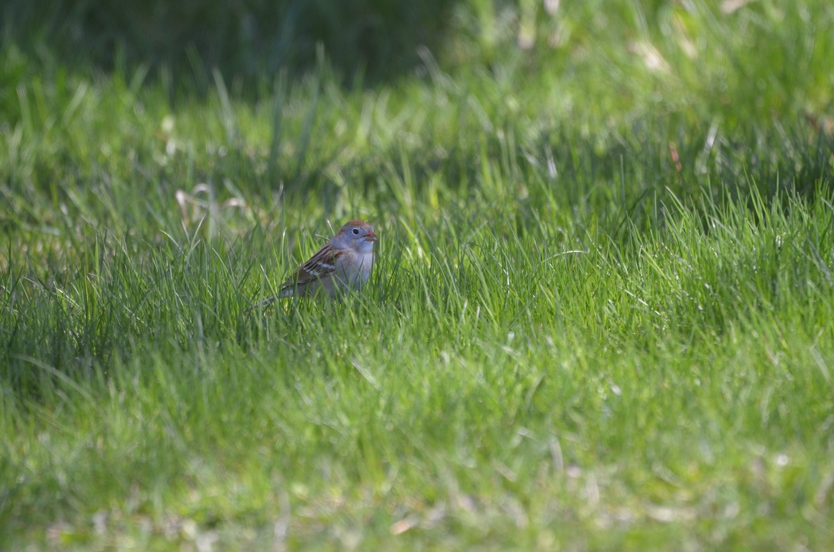 Field Sparrow - ML617494465