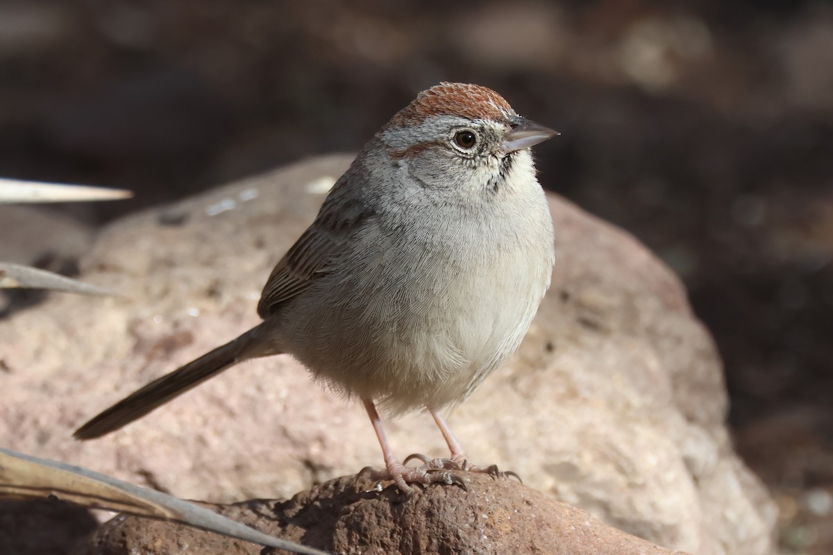 Rufous-crowned Sparrow - ML617494466