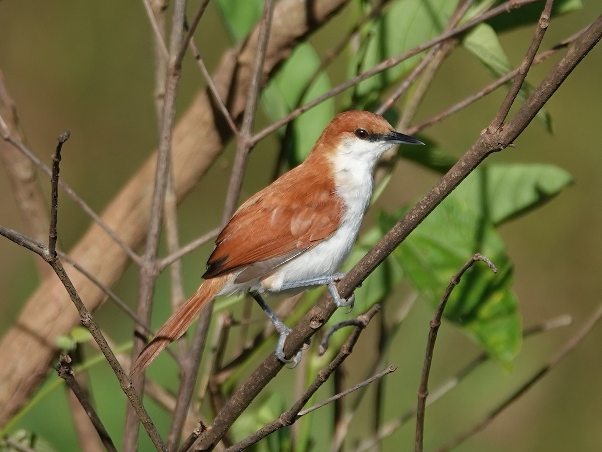 Red-and-white Spinetail - Barry Reed