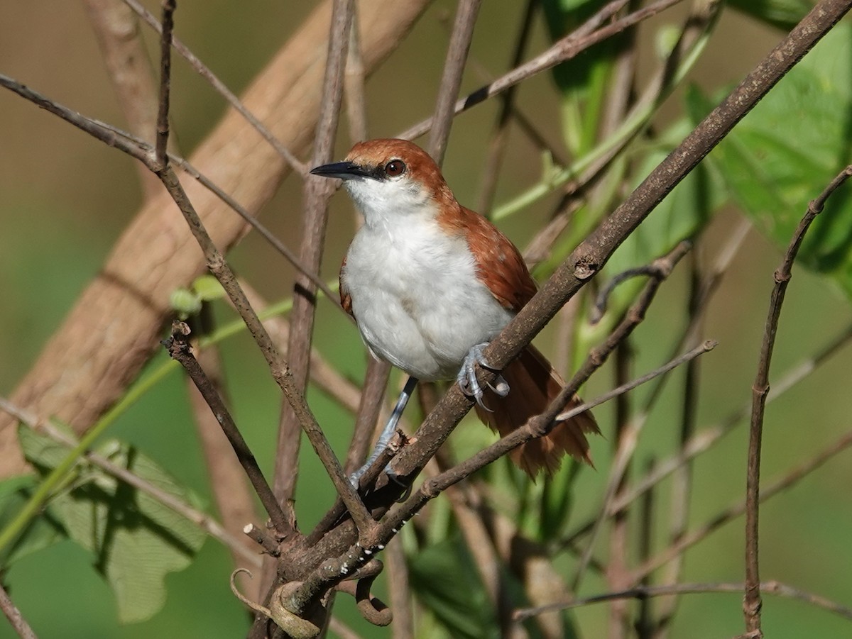 Red-and-white Spinetail - ML617494559