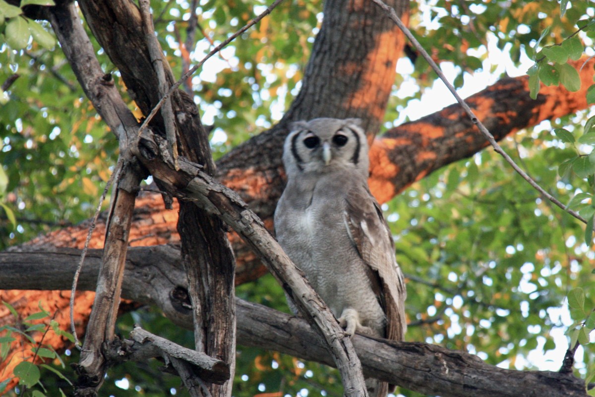 Southern White-faced Owl - Kenna Sue Trickey
