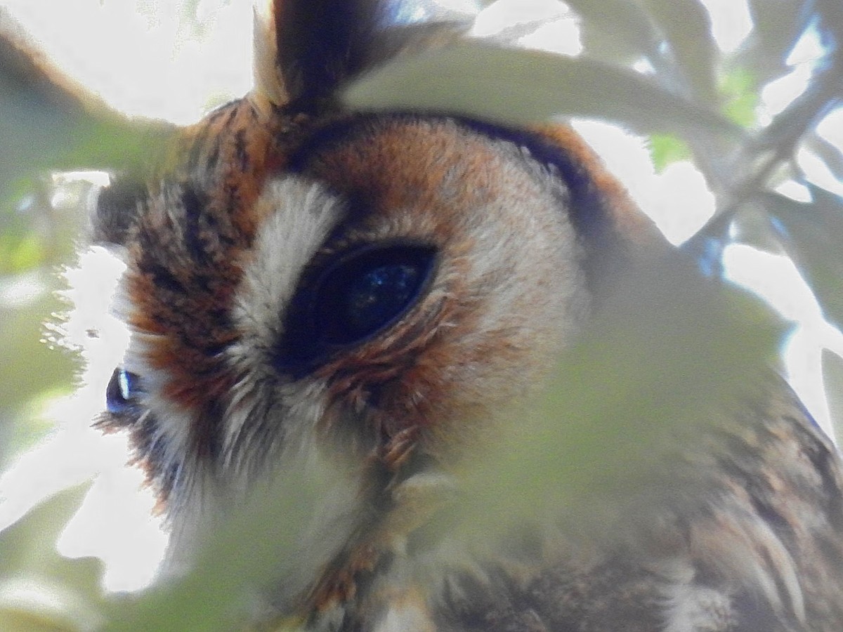 Striped Owl - ML617494655