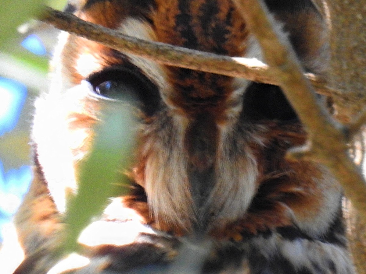 Striped Owl - ML617494658