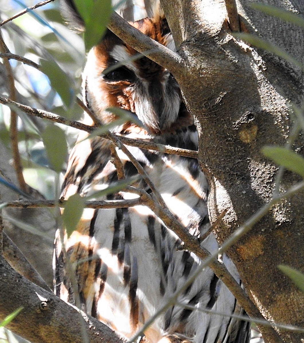 Striped Owl - ML617494661