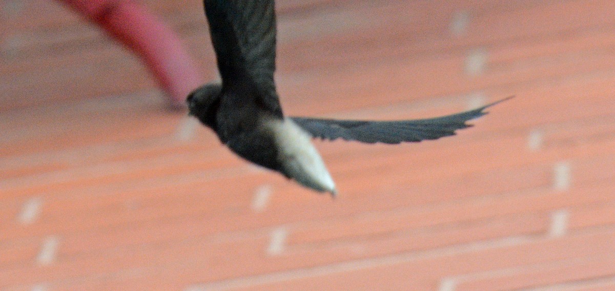 Short-tailed Swift - ML617494664