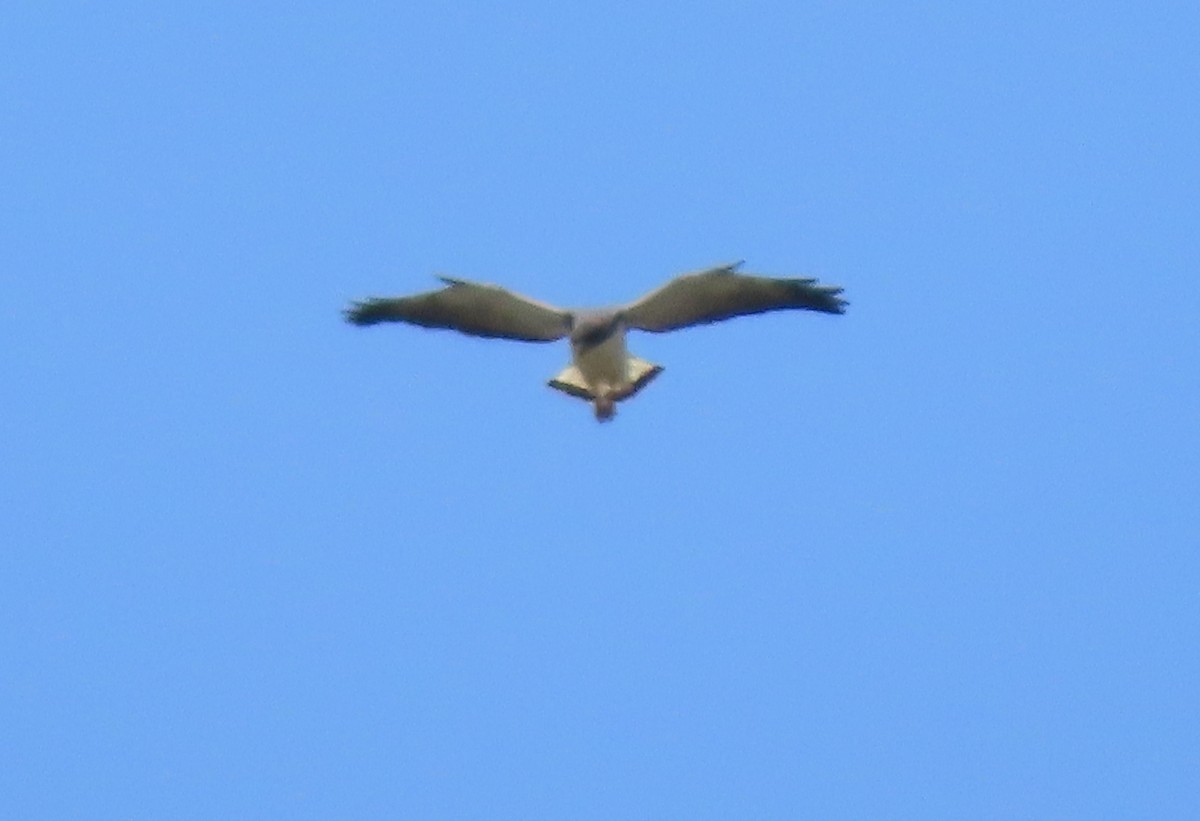 White-tailed Hawk - ML617494695