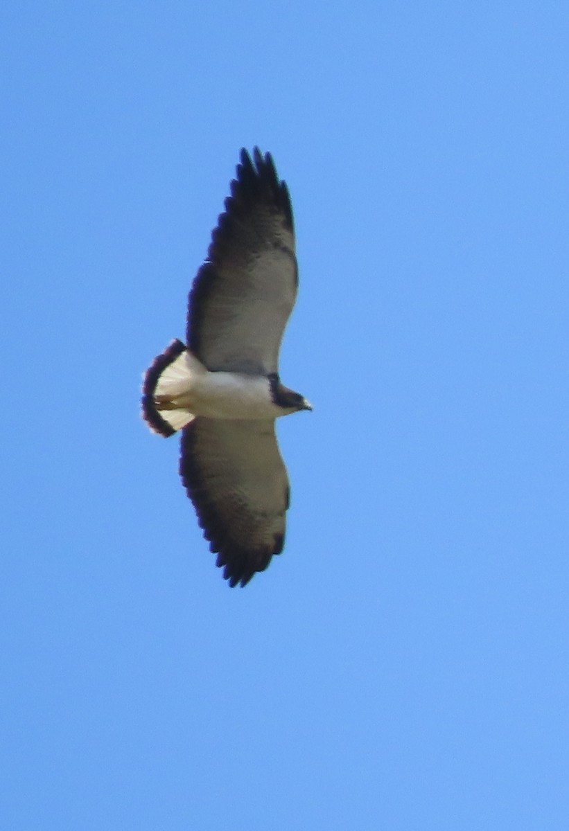 White-tailed Hawk - ML617494697