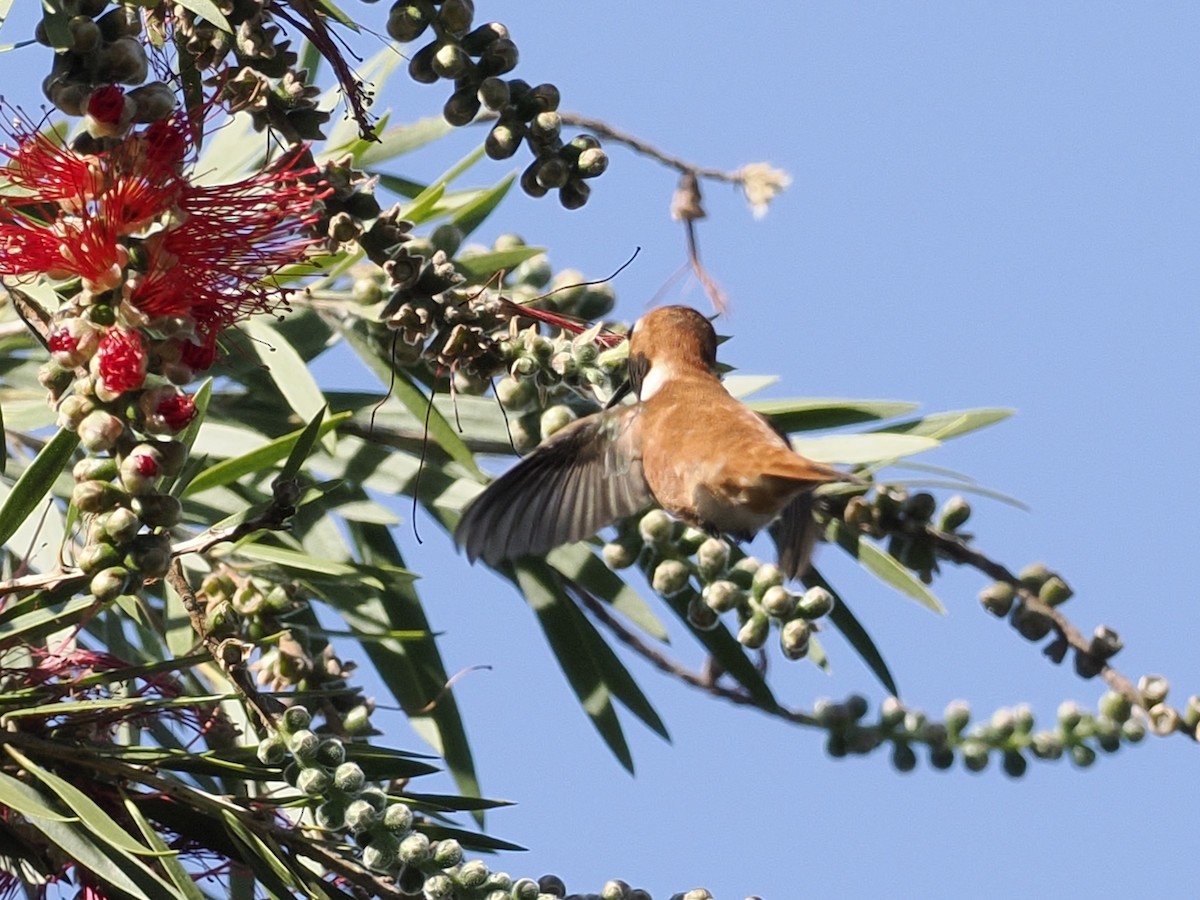 Rufous Hummingbird - ML617494698