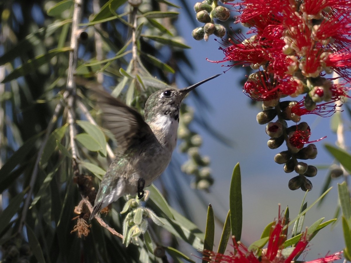 Calliope Hummingbird - ML617494709