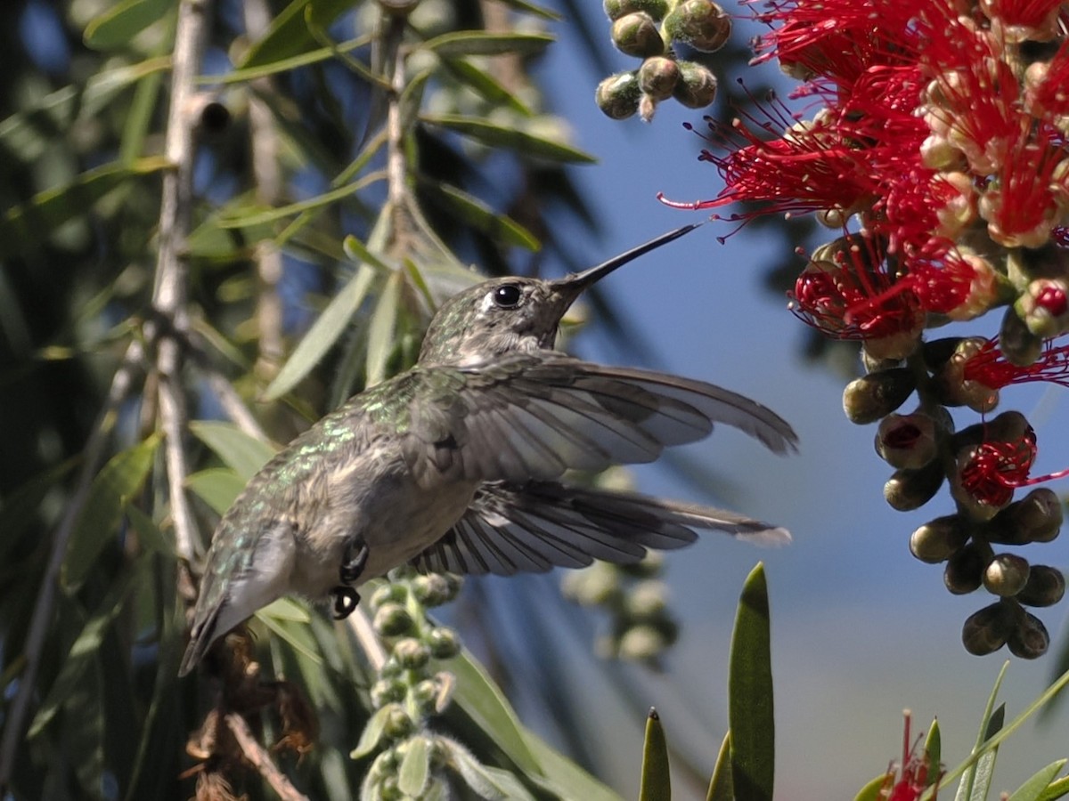Calliope Hummingbird - ML617494710