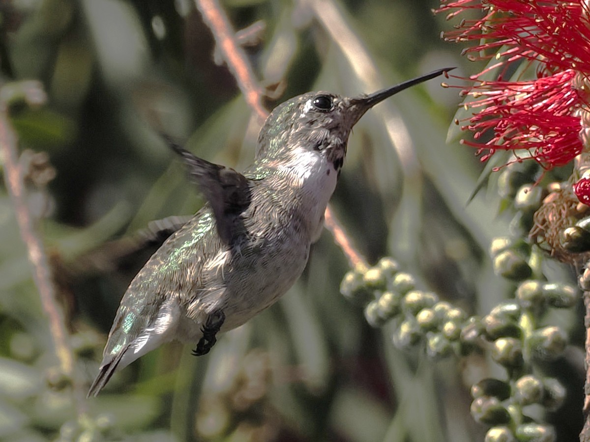 Calliope Hummingbird - ML617494711