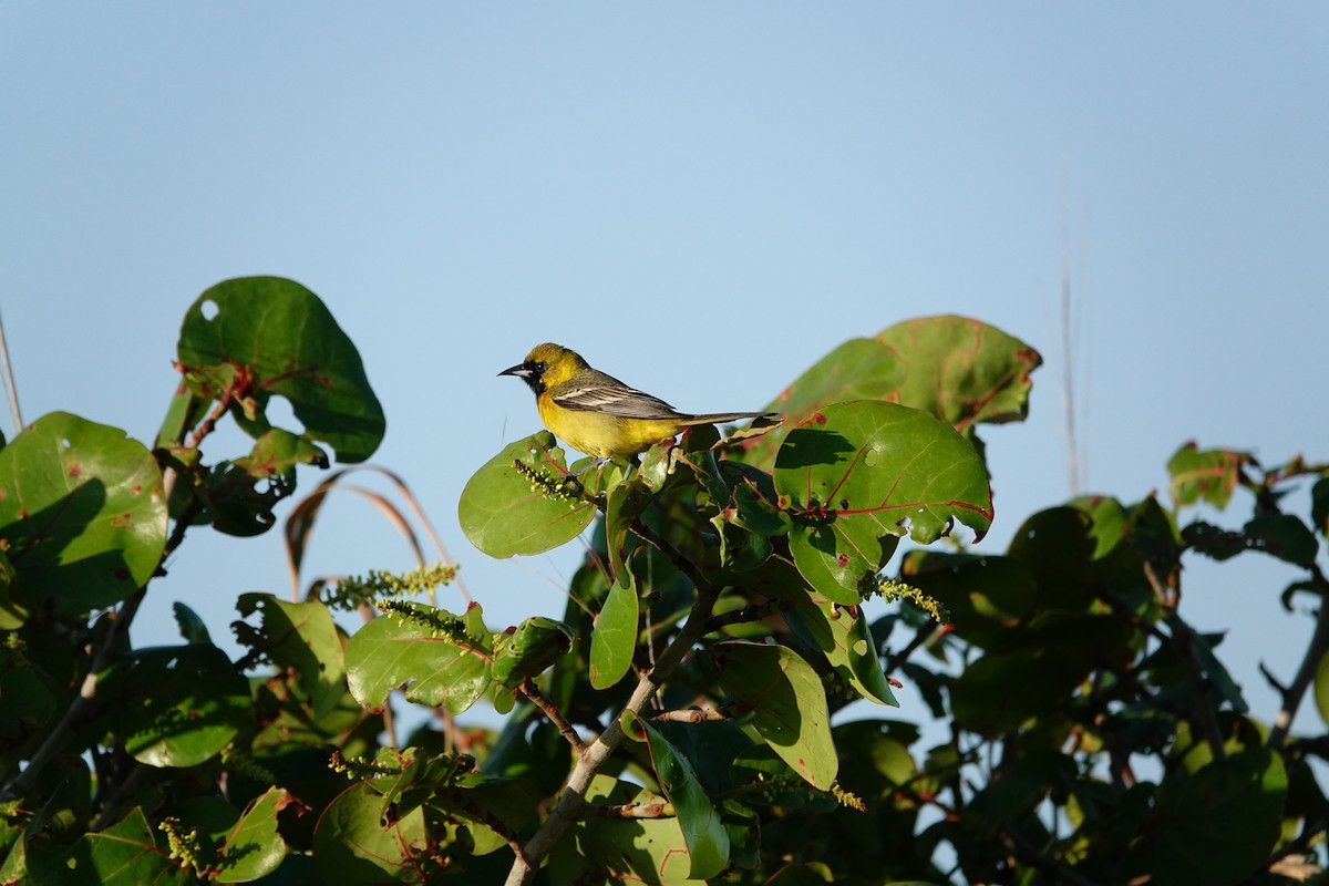 Orchard Oriole - ML617494714