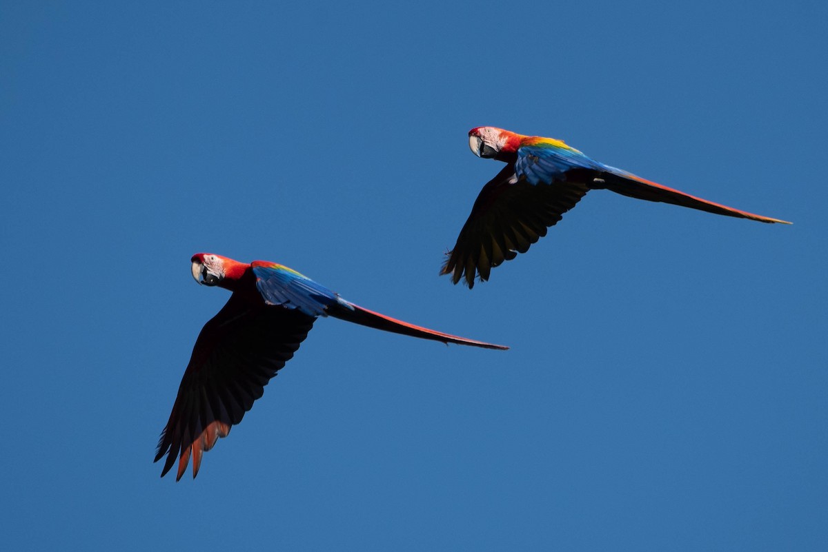 Scarlet Macaw - ML617494716