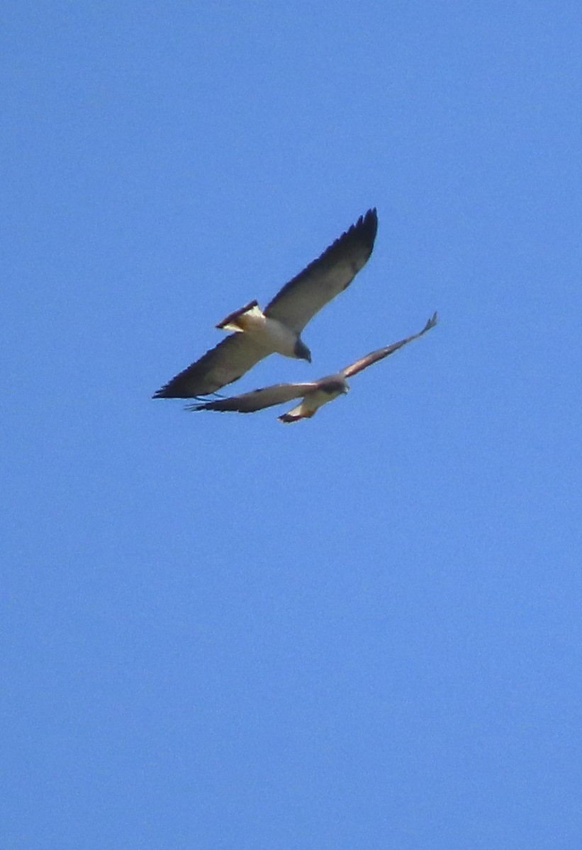 White-tailed Hawk - Rick Jacobsen
